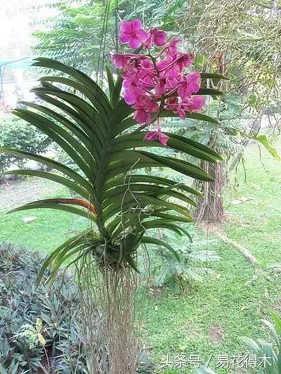 万代兰，指甲兰和万代兰的区别辨识及鉴赏（万代兰怎么种植及养护要点）