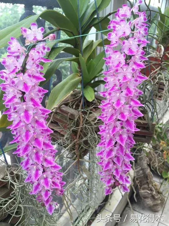 万代兰，指甲兰和万代兰的区别辨识及鉴赏（万代兰怎么种植及养护要点）