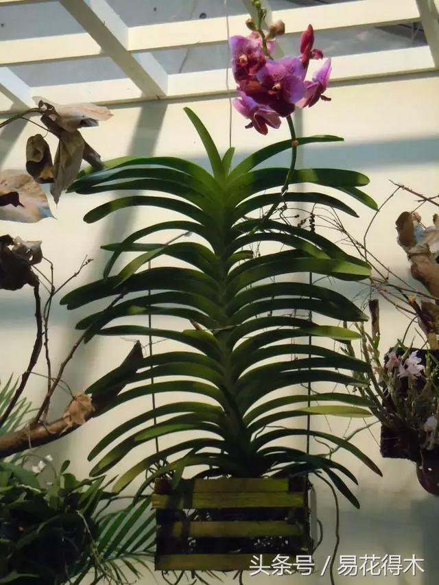 万代兰，指甲兰和万代兰的区别辨识及鉴赏（万代兰怎么种植及养护要点）