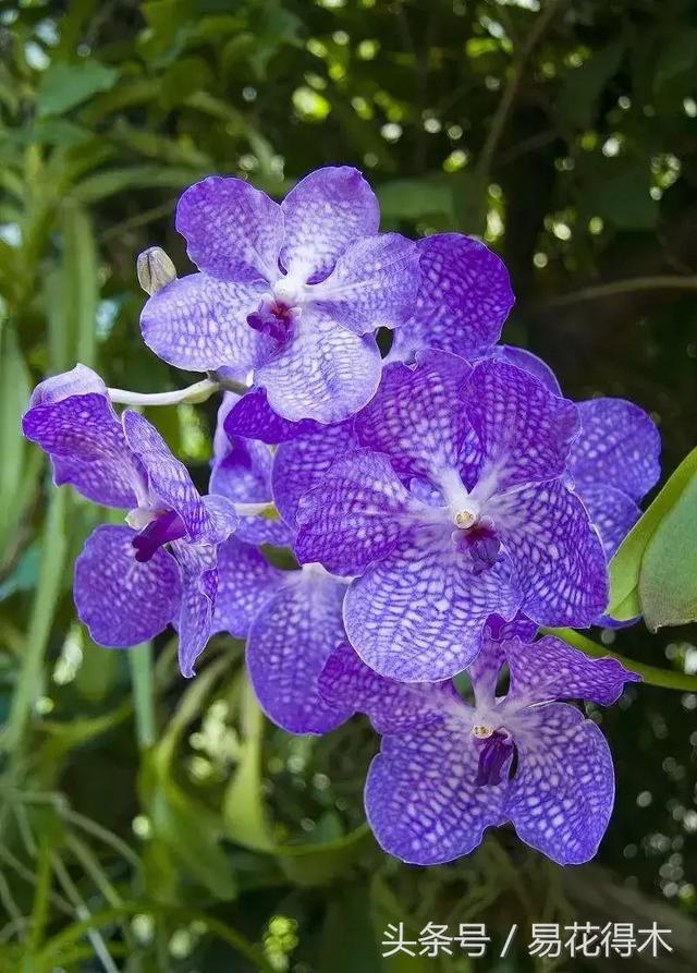 万代兰，指甲兰和万代兰的区别辨识及鉴赏（万代兰怎么种植及养护要点）