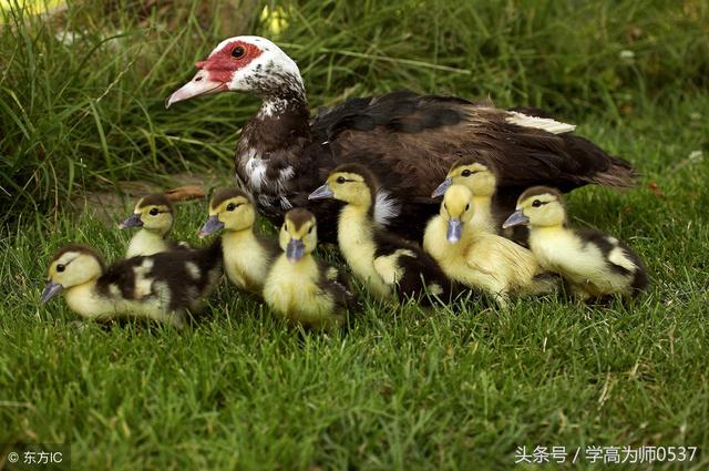 折字开头的成语，浊字开头的成语有哪些（部编本一年级语文上册第四单元知识点汇总）
