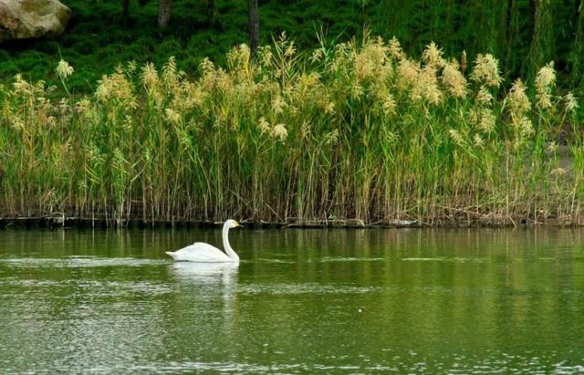上海杉达学院怎么样，排名好不好（沪上这24所高校的靓丽“水景”）