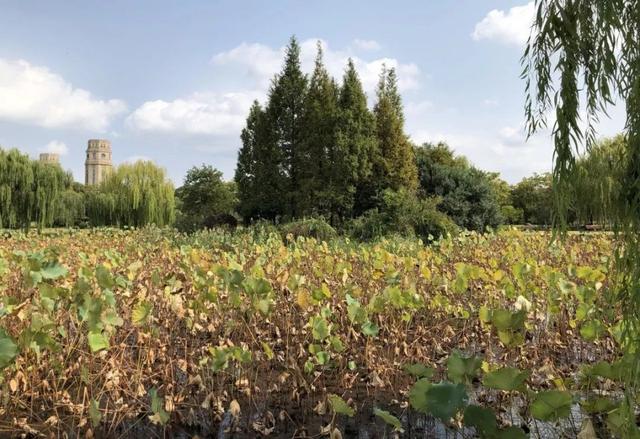 上海杉达学院怎么样，排名好不好（沪上这24所高校的靓丽“水景”）