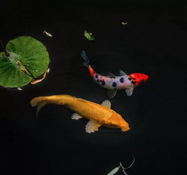 上海杉达学院怎么样，排名好不好（沪上这24所高校的靓丽“水景”）