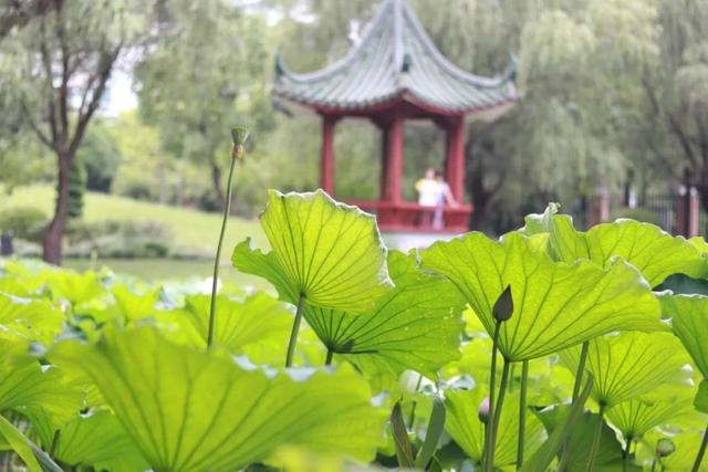 上海杉达学院怎么样，排名好不好（沪上这24所高校的靓丽“水景”）