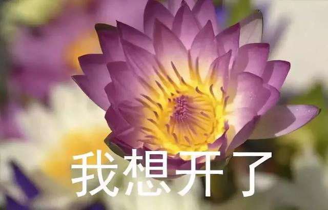 这表情，绝了，这表情绝了是什么生肖（这表情包绝了！图片）