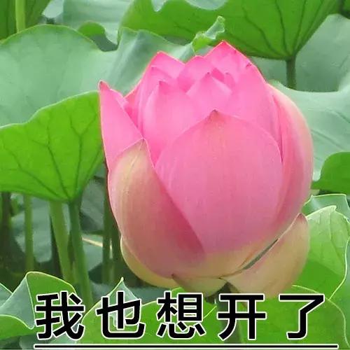 这表情，绝了，这表情绝了是什么生肖（这表情包绝了！图片）