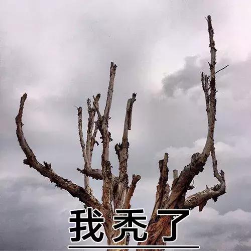 这表情，绝了，这表情绝了是什么生肖（这表情包绝了！图片）