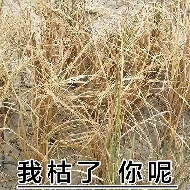 这表情，绝了，这表情绝了是什么生肖（这表情包绝了！图片）