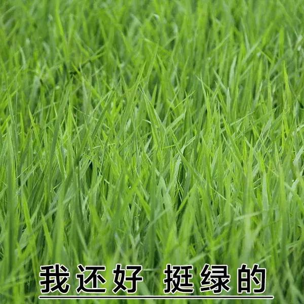 这表情，绝了，这表情绝了是什么生肖（这表情包绝了！图片）