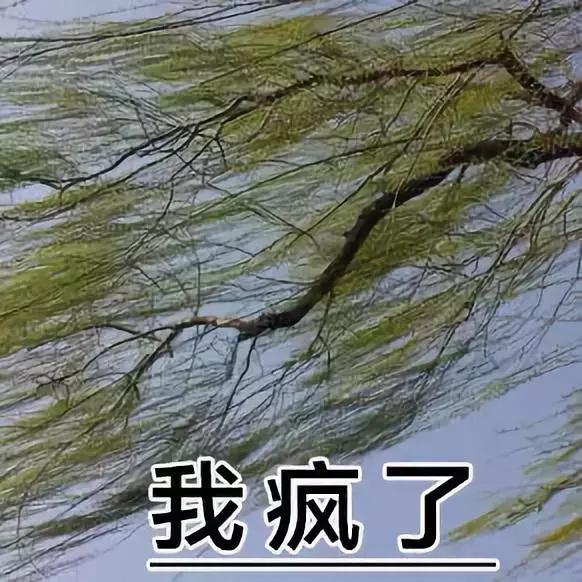 这表情，绝了，这表情绝了是什么生肖（这表情包绝了！图片）