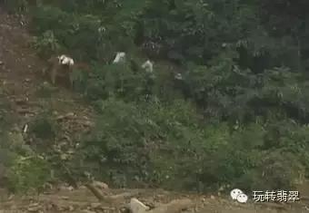 翡翠是怎么形成的，翡翠是如何形成的（翡翠的前世今生）