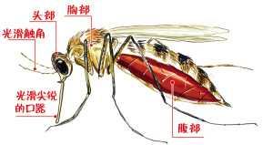 雌蚊子吸血雄蚊子吃什么，雌蚊子除了吸血还吃什么（不只是雌蚊为了产卵）