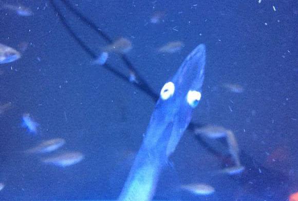 鱼的寿命会有几年呢，鱼的寿命多少年（鱼的寿命是多久）