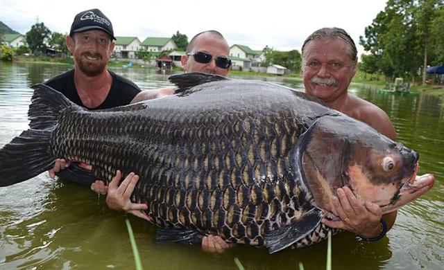 鱼的寿命会有几年呢，鱼的寿命多少年（鱼的寿命是多久）