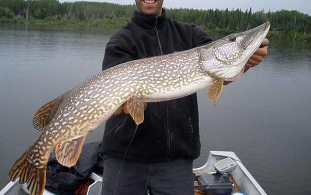 鱼的寿命会有几年呢，鱼的寿命多少年（鱼的寿命是多久）