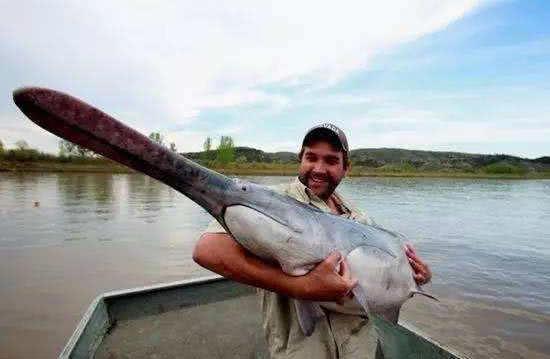 鱼的寿命会有几年呢，鱼的寿命多少年（鱼的寿命是多久）