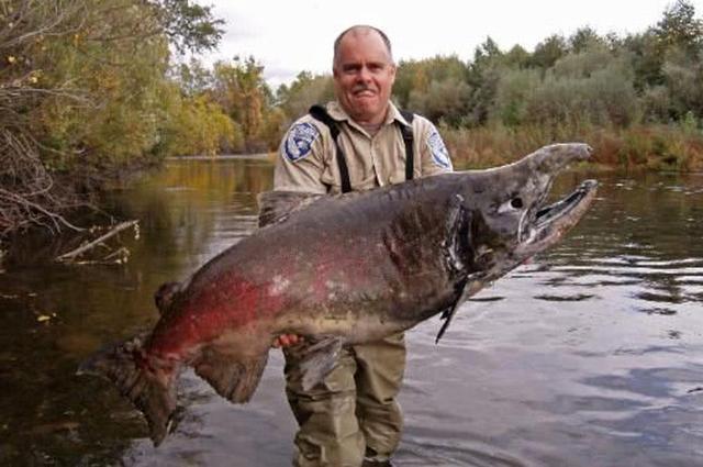 鱼的寿命会有几年呢，鱼的寿命多少年（鱼的寿命是多久）