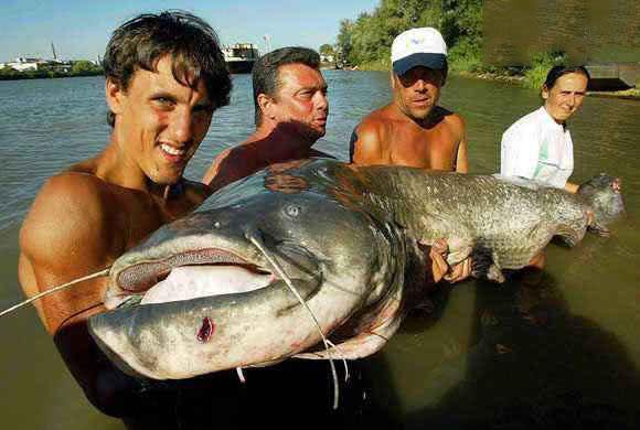 鱼的寿命会有几年呢，鱼的寿命多少年（鱼的寿命是多久）