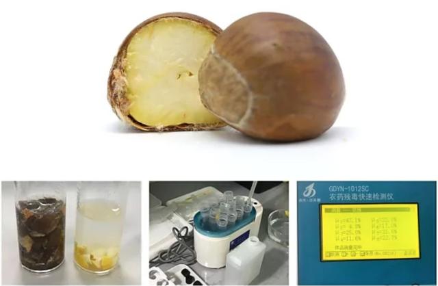  生板栗怎么做好吃，生板栗怎么煮才好吃（吃了160颗新鲜栗子） 