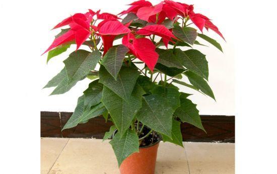 什么植物碰到皮肤会肿(叶子有毒,皮肤碰到就肿!) - 彝家农业网