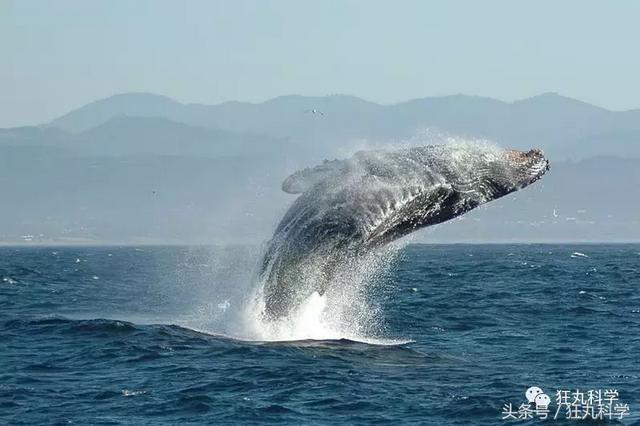 纯碱是碱吗，纯碱的原料是什么（15个明目张胆骗你的名字）