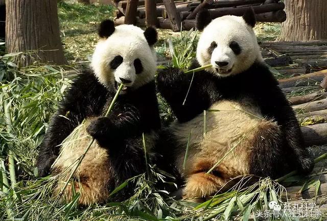 纯碱是碱吗，纯碱的原料是什么（15个明目张胆骗你的名字）