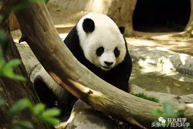 纯碱是碱吗，纯碱的原料是什么（15个明目张胆骗你的名字）