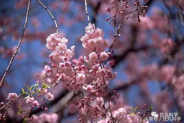 纯碱是碱吗，纯碱的原料是什么（15个明目张胆骗你的名字）