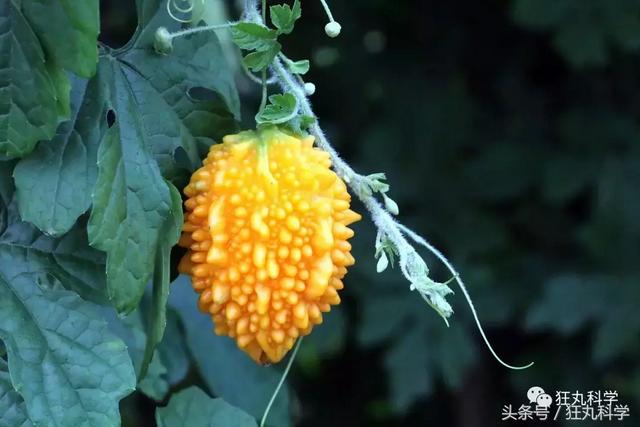 纯碱是碱吗，纯碱的原料是什么（15个明目张胆骗你的名字）