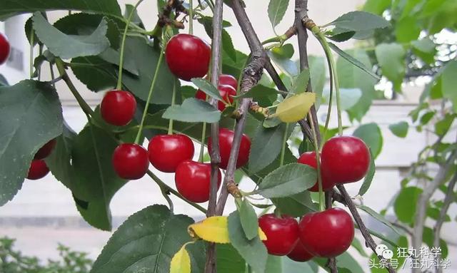 纯碱是碱吗，纯碱的原料是什么（15个明目张胆骗你的名字）