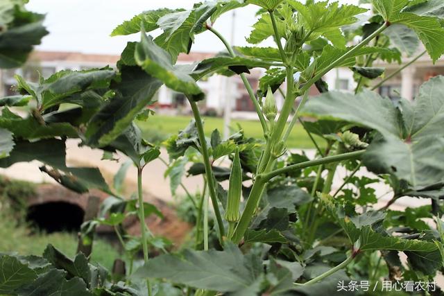 有什么壮阳植物，有什么壮阳植物吗（农村人认为能壮阳和养颜的蔬菜）