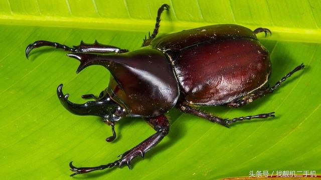 独角仙介绍，独角仙介绍100字（上百元一只的“独角仙”）