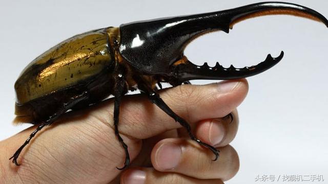 独角仙介绍，独角仙介绍100字（上百元一只的“独角仙”）