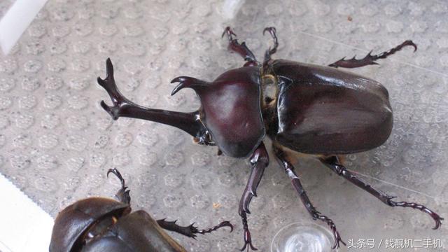 独角仙介绍，独角仙介绍100字（上百元一只的“独角仙”）