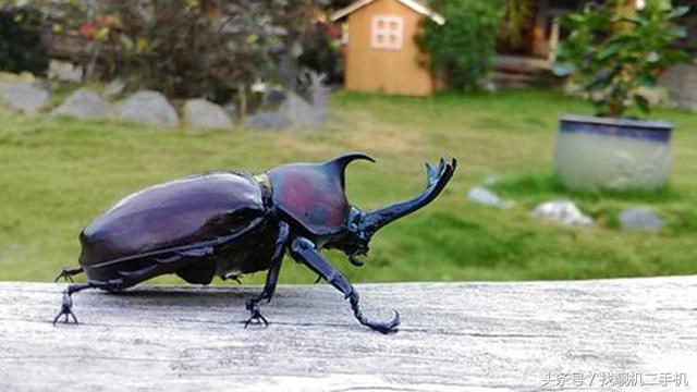 独角仙介绍，独角仙介绍100字（上百元一只的“独角仙”）