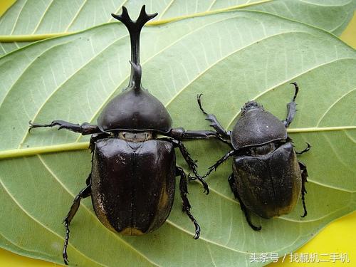 独角仙介绍，独角仙介绍100字（上百元一只的“独角仙”）