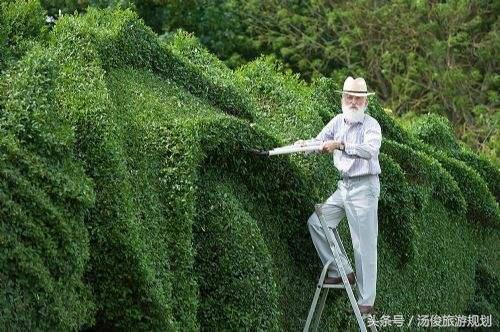 绿篱的栽培方法，常用绿篱植物（既美观又实用）