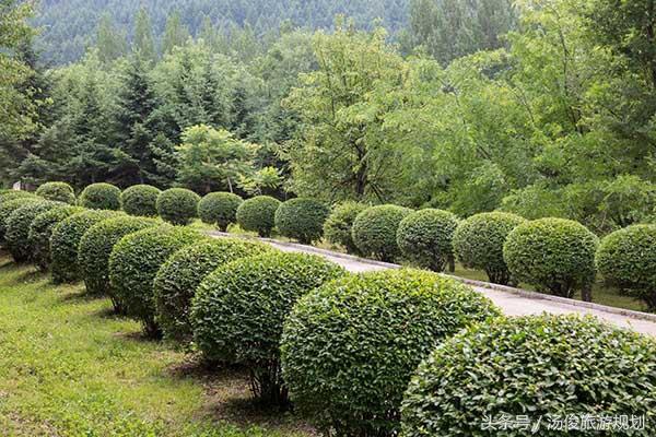 绿篱的栽培方法，常用绿篱植物（既美观又实用）