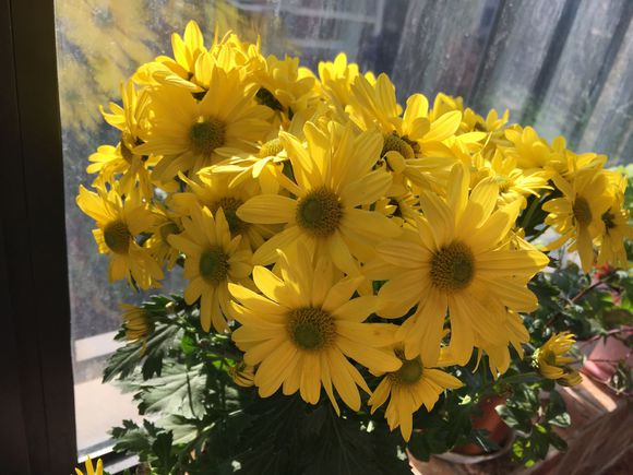 菊花如何扦插，菊花如何扦插成活率高（上盆的枝条更容易活）