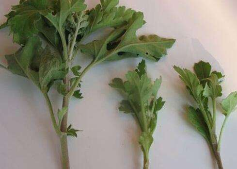 菊花如何扦插，菊花如何扦插成活率高（上盆的枝条更容易活）