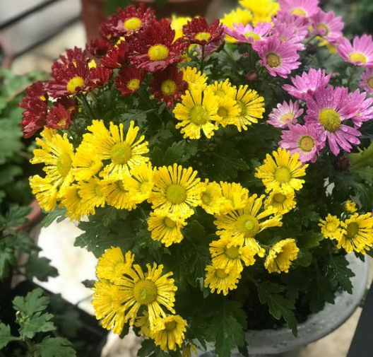 菊花如何扦插，菊花如何扦插成活率高（上盆的枝条更容易活）