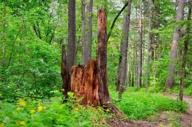 东北琥珀木手串怎么盘，东北琥珀木手串怎么盘玩包浆（东北的“特产手串”）