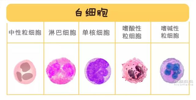 宝宝贫血的症状有哪些,幼儿贫血有什么症状(宝宝有没有贫血,看这个最简单) 宝宝贫血的症状有哪些,幼儿贫血有什么症状(宝宝有没有贫血,看这个最简单)