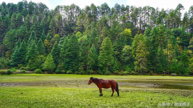 林芝一日游，林芝一日游一生必须去的地方（7天时间深度游玩西藏林芝）
