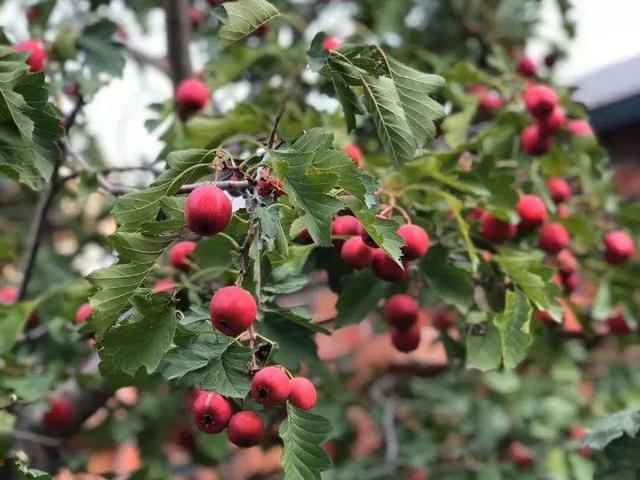 山楂罐头家庭自制法，山楂罐头家庭自制法怎么粘稠（在家就能种好山楂盆栽）