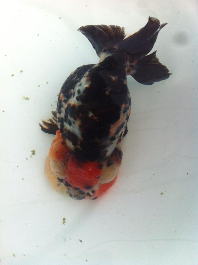 金鱼吃什么，金鱼吃什么东西除了饲料（我们该如何合理饲喂好）