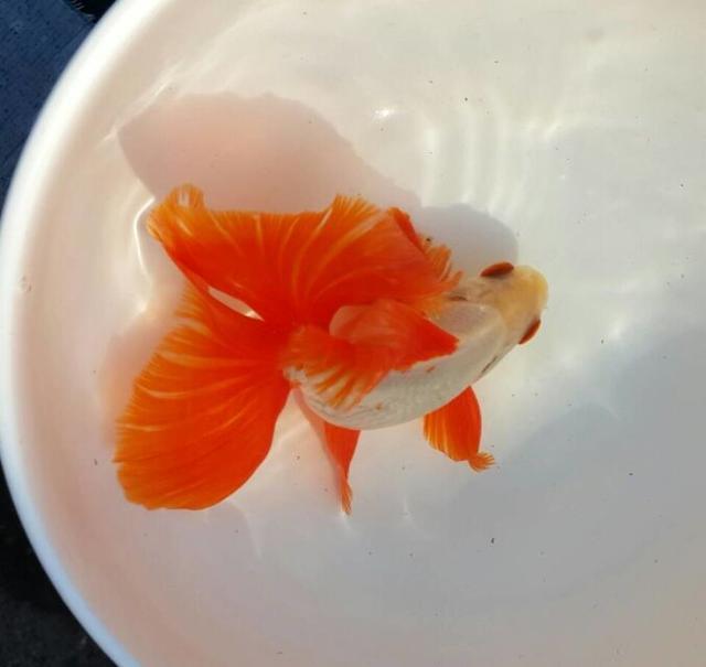 金鱼吃什么，金鱼吃什么东西除了饲料（我们该如何合理饲喂好）