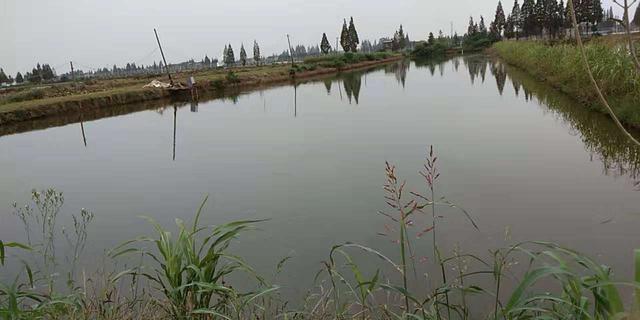 金鱼吃什么，金鱼吃什么东西除了饲料（我们该如何合理饲喂好）