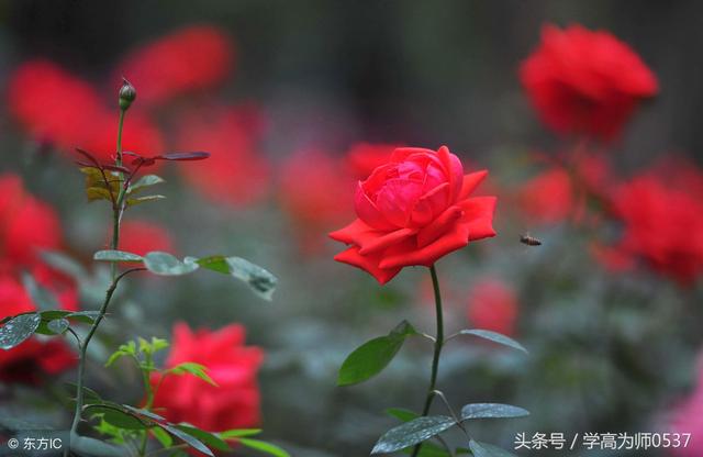 花诗歌，花之歌表达了作者怎样的情感（50首含“花”的经典古诗词名句欣赏）